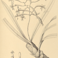 12. EPIDENDRUM odoratissimum.