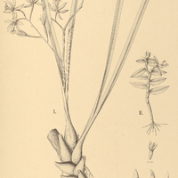 13. EPIDENDRUM I. conchaechilum, II. Rodriguesii.