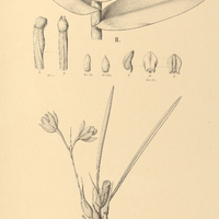 14. EPIDENRUM I. bracteatum, II. imbricatum.