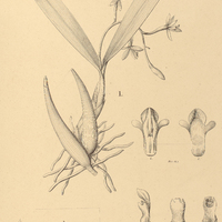15. EPIDENDRUM I. squamatum, II. myrmephorum.