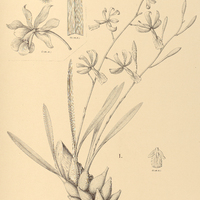 16. EPIDENDRUM I. pauciflorum, II. Randii.