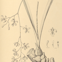 17. EPIDENDRUM purpurachylum.