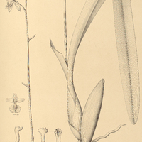 18. EPIDENDRUM longifolium.