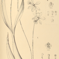 19. EPIDENDRUM I. dichromum var. biflorum, II. osmanthum.