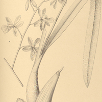 20. EPIDENDRUM megalanthum.