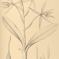 21. EPIDENDRUM ciliare var. cuspidatum.