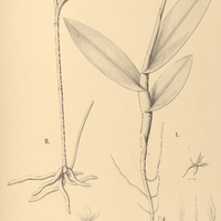 22. EPIDENDRUM I. Yatapuense, II. chlorinum