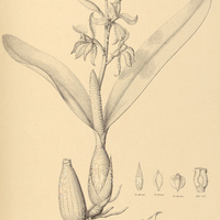 23. EPIDENDRUM Allemanii.