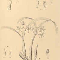 24. EPIDENDRUM fragrans, I. var. rivularium, — II. var. Janeireuse, — III. var. micranthum, — IV…