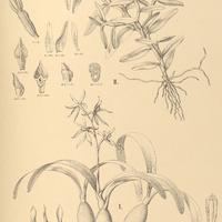 25. EPIDENDRUM I. latro, II. strobiliferum.