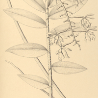 26. EPIDENDRUM patens.