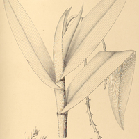 27. EPIDENDRUM longispathum.