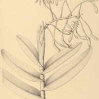 28. EPIDENDRUM longovarium.