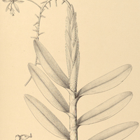 29. EPIDENDRUM raniferum var. hexadactylum.