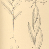 30. EPIDENDRUM I. Henschenii, II. imatophyllum.