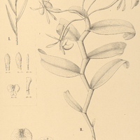 31. EPIDENDRUM I. Caldense, II. latilabre.