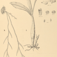 32. EPIDENDRUM I. variegatum, II. pendulum.