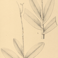 33. EPIDENDRUM I. Cearense, II. Schreinerii.
