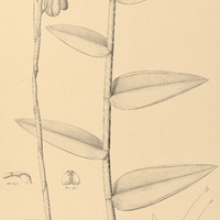 34. EPIDENDRUM caespitosum.