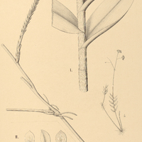 35. EPIDENDRUM I. longihastatum, II. denticulatum.