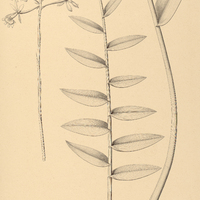 36. EPIDENDRUM purpureum.