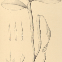 37. EPIDENDRUM nocturnum.