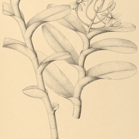 38. EPIDENDRUM ammophilum.