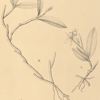 39. EPIDENDRUM I. ochrochlorum, II. proligerum.