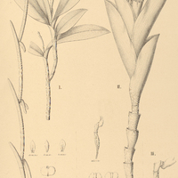 40. EPIDENDRUM I. Parahybunense, II. vesicatum, III. var. roseum.
