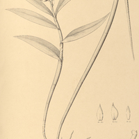 41. EPIDENDRUM géniculatum.
