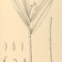 42. EPIDENDRUM hololeucum.