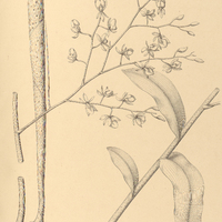 43. EPIDENDRUM paniculosum.