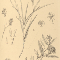44. EPIDENDRUM I. filicaule, II. corymbosum.