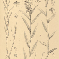 45. EPIDENDRUM I. durum var. parviflorum, II. carnosum.