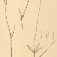 46. EPIDENDRUM candidum.