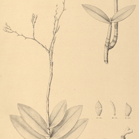47. EPIDENDRUM Miersii.