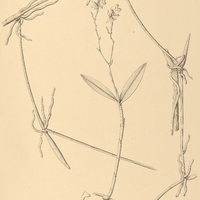 48. EPIDENDRUM Weddellii