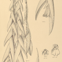 49. EPIDENDRUM Löfgerenii.