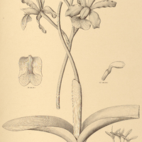 50. CATTLEYA elongata