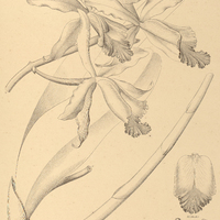 51. CATTLEYA intermedia.
