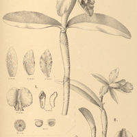 52. I. CATTLEYA Harrisoniana, II. LAELIA pumila, var. Dayana.