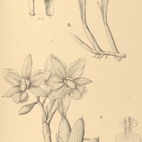 53. I. CATTLEYA Walkeriana. — II. LAELIA Regnellii.