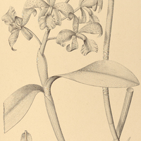 54. CATTLEYA velutina.
