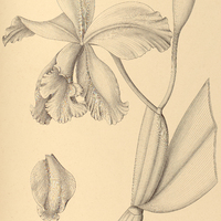 55. CATTLEYA Warneri.
