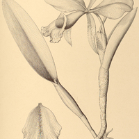 56. CATTLEYA Eldorado.