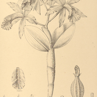 57. CATTLEYA violacea.