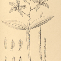 58. CATTLEYA bicolor.