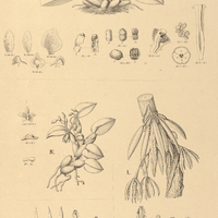 59. LEPTOTES I. unicolor, II.Paranaënsis. — SOPHRONITIS III. coccinea, IV. cernua.