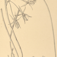 60. BRASSAVOLA flagellaris.