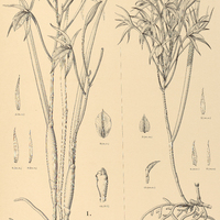 61. BRASSAVOLA I. Grardneri, II. Martiana.
